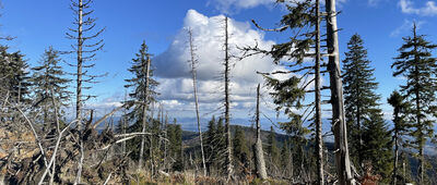 Polica ↔ Złota Grapa