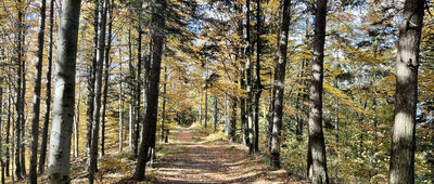 Rozejście szlaków ↔ Przełęcz pod Gancarzem