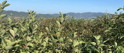 Tymbark, Uchacz ↔ Świstak