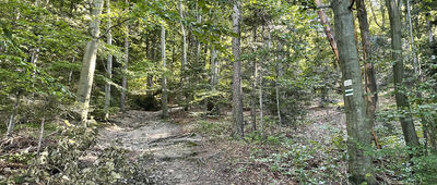 Wiśniowa, rozejście szlaków ↔ Ciecień