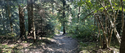 Ciecień ↔ Pod Cietniem