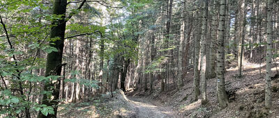 Księża Góra ↔ Ciecień Wschodni