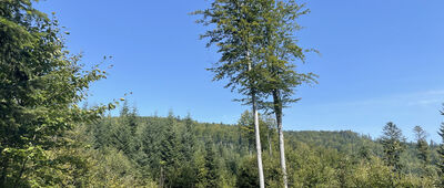 Lubogoszcz, odejście szlaku zielonego ↔ Mszana Dolna, Urząd Miasta