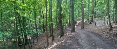 Polana Harcerska ↔ Droga Siedmiu Młynów [Droga Siedmiu Młynów]