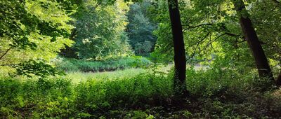 Polana Harcerska ↔ Droga Siedmiu Młynów [Jezioro Nagórnik]