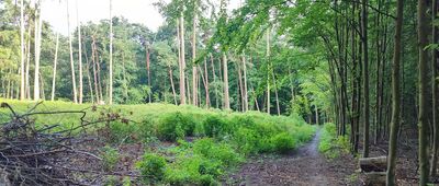 Rozejście szlaków ↔ Polana Harcerska