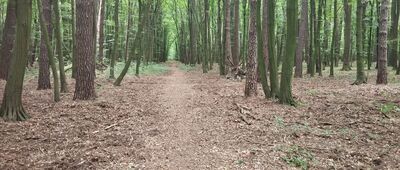 Pieńki Zarębskie ↔ Rezerwat Skulski Las [Wyjątkowy, majestatyczny rezerwat]