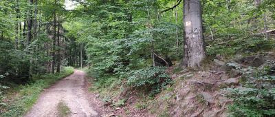 Początek ścieżki przyrodniczej "Skalna"