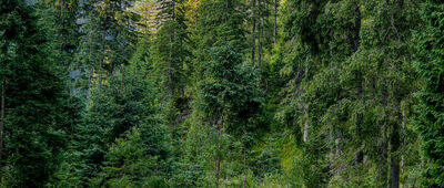 Polana Huciska ↔ Dolina Dudowa [Chochołowski Potok w rejonie Niżniej Chochołowskiej Bramy]