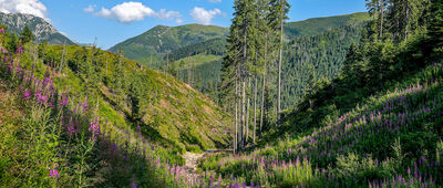 Schronisko PTTK na Polanie Chochołowskiej ↔ Odejście na Bobrowiecką Przełęcz [Żółty szlak wzdłuż Bobrowieckiego Potoku]
