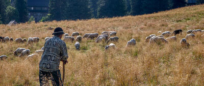 Kaplica św. Jana Chrzciciela ↔ Polana Chochołowska [Wypas owiec na Polanie Chochołowskiej]