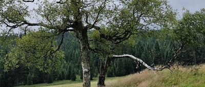 Przy Chatce Górzystów [pozostałość po sadzie]