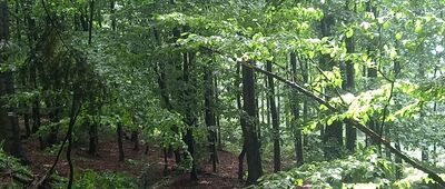 Pod Kamienną Górą ↔ Pole namiotowe Drymak