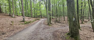 Skrzyżowanie szlaków zielony / czarny