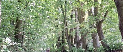 Las Wolski, Polana Bielańska ↔ Kraków, wodociągi [Aleja Wędrowników]