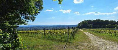 Las Wolski, Polana Bielańska ↔ Kraków, wodociągi [Winnica Srebrna Góra]