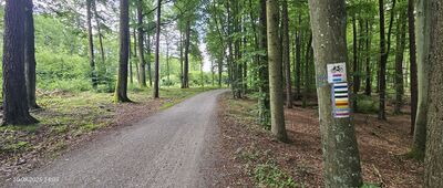 Droga Nadleśniczych [Jest tutaj nawet szlak fioletowy ;)]