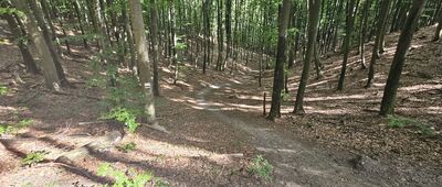 Pod Wzgórzem Eli [Chyba jedno z najbardziej stromych zejść/podejść na całym szlaku Wzgórz Szymbarskich.]