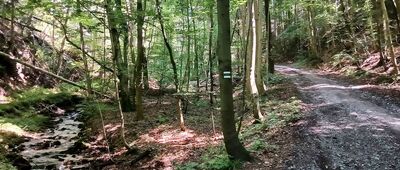 Údolí Olešenky ↔ Rozejście szlaków