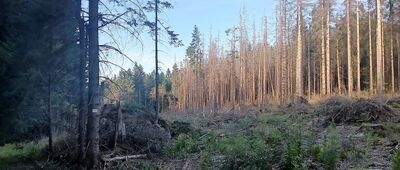 Skalne Grzyby, odejście ścieżki edukacyjnej ↔ Skalne Grzyby, skrzyżowanie przy Borowiku