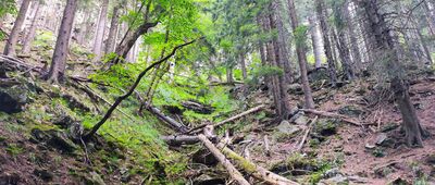 U Kamenné chaty ↔ Divoký důl, vyhlídka