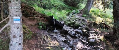 Divoký důl, vyhlídka ↔ Pod Pradědem