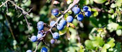 Kaczyna, Za wodą ↔ Rozejście szlaków