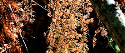 Ponikiew ↔ Przełęcz pod Gancarzem