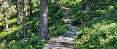 Szkolnikowe Rozstaje ↔ Nad Sokolicą