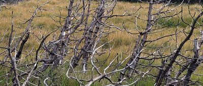 Czeska Budka ↔ Źródła Łaby