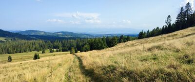 Śmietanowa ↔ Przełęcz Krowiarki [Widok w kierunku Śmietanowej]