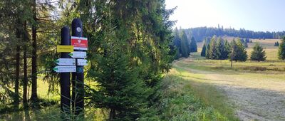 Śmietanowa [Śmietanowa]