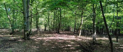 Ernestynów ↔ Stoczek Kocki