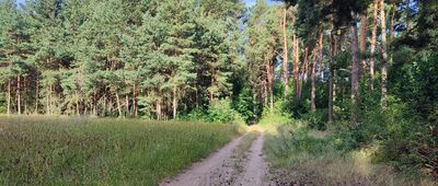 Pionki, ul. Zwycięstwa ↔ Bubek