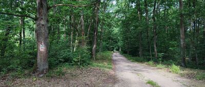 Rezerwat Krępiec ↔ Polanka, plaża zachodnia