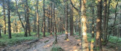 Smrk, vrchol ↔ Smrk, sedlo