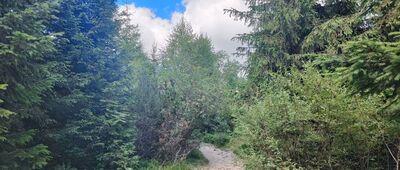 Malchor, rozc. ↔ Malchor, rozc.