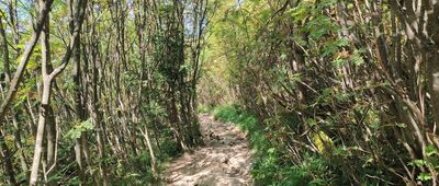 Ivančena, mohyla ↔ Malchor, rozc.