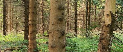 Pod Velkým Lipovým ↔ Ropice, rozc.