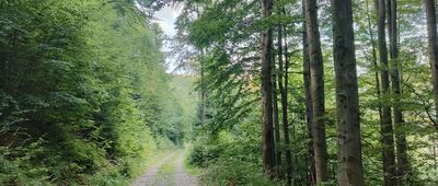 Pod Velkým Lipovým, rozc.