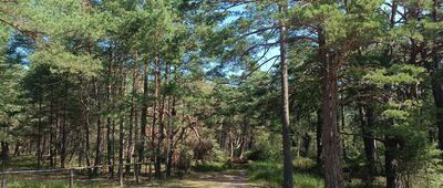 Rezerwat Mierzeja Sarbska