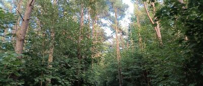 Chałupy ↔ Kuźnica