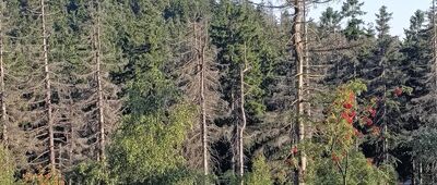 Odejście do Fortu Karola ↔ Lisia Przełęcz