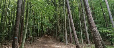 Rozejście szlaków ↔ Smołdzino, cmentarz