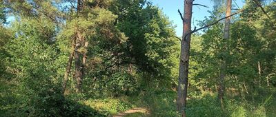 Żarnowska, granica parku narodowego ↔ Żarnowska