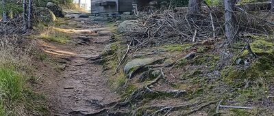 Skalne Grzyby, Rogacz