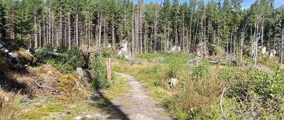 Skalne Grzyby, Dwa Borowiki