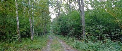 Rozejście szlaków [Widok na przebieg ścieżki]