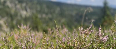 Labský vodopád, odb. ↔ Řopík Pod Dívčí strání