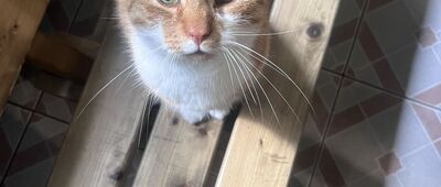 Schronisko PTTK Kochanówka